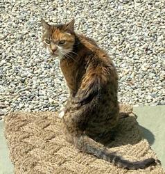 Found/Stray Unknown Cat last seen Saugatuck area, Westport, CT 06880