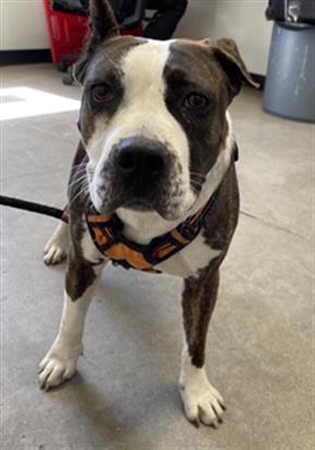 Shelter Stray Female Dog last seen Near BLOCK N EIGHTH ST 93703, 5277 E Airways Blvd, Fresno, CA 93727, USA