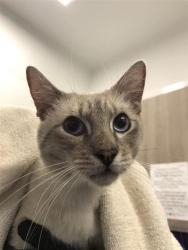 Shelter Stray Male Cat last seen Near BLOCK E CLINTON AVE, FRESNO CA 93704, 5277 E Airways Blvd, Fresno, CA 93727, USA