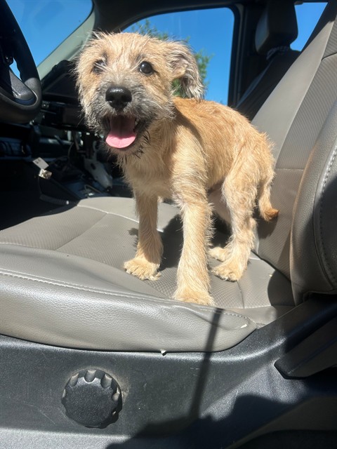 Shelter Stray Male Dog last seen Near BLK UNIVERSTY AV, BAKERSFIELD, CA, 201 S Mt Vernon Ave, Bakersfield, CA 93307, USA