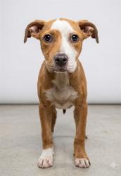 Shelter Stray Female Dog last seen Near BLOCK WILSON ST, 2020 Forest St, Jacksonville, FL 32204, USA