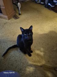 Lost Female Cat last seen S.E. 167th and Division #134, Portland OR @Mobile ests Trailer Park Solid black, Portland, OR 97236