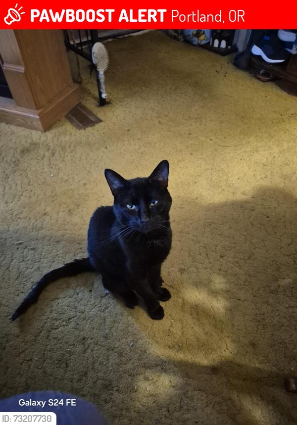 Lost Female Cat last seen S.E. 167th and Division #134, Portland OR @Mobile ests Trailer Park Solid black, Portland, OR 97236