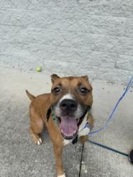 Shelter Stray Female Dog last seen Near BLOCK BLANCO CT, 2020 Forest St, Jacksonville, FL 32204, USA