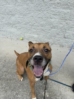 Shelter Stray Female Dog last seen Near BLOCK BLANCO CT, 2020 Forest St, Jacksonville, FL 32204, USA