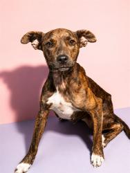 Shelter Stray Female Dog last seen Near BLOCK W MONCRIEF RD, 2020 Forest St, Jacksonville, FL 32204, USA