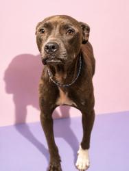 Shelter Stray Female Dog last seen Near BLOCK W MONCRIEF RD, 2020 Forest St, Jacksonville, FL 32204, USA