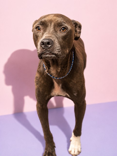 Shelter Stray Female Dog last seen Near BLOCK W MONCRIEF RD, 2020 Forest St, Jacksonville, FL 32204, USA