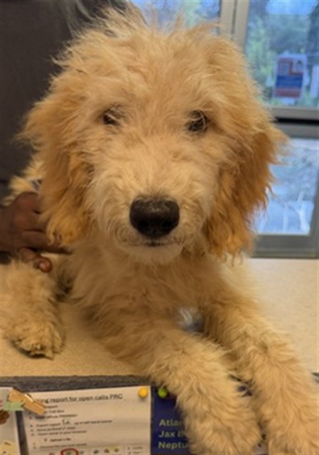 Shelter Stray Male Dog last seen LOVES ON DUVAL, 2020 Forest St, Jacksonville, FL 32204, USA