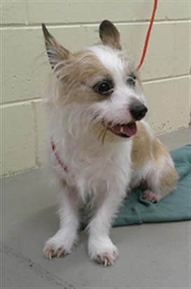 Shelter Stray Male Dog last seen Near BLOCK LONGDALE AVE, LONGWOOD FL 32750, 232 Eslinger Way, Sanford, FL 32773, USA