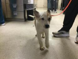 Shelter Stray Male Dog last seen GRAMMERCY PL/BUSHNELL AVE, RIVERSIDE, 6851 Van Buren Boulevard, Jurupa Valley, CA 92509, USA