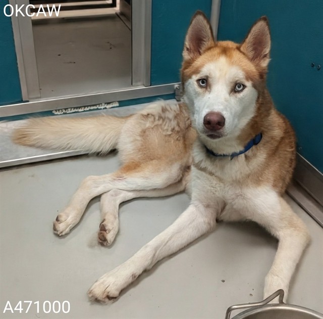 Shelter Stray Male Dog last seen SW 44TH ST AND S AGNEW AVE, 2811 SE 29th St, Oklahoma City, OK 73129, USA