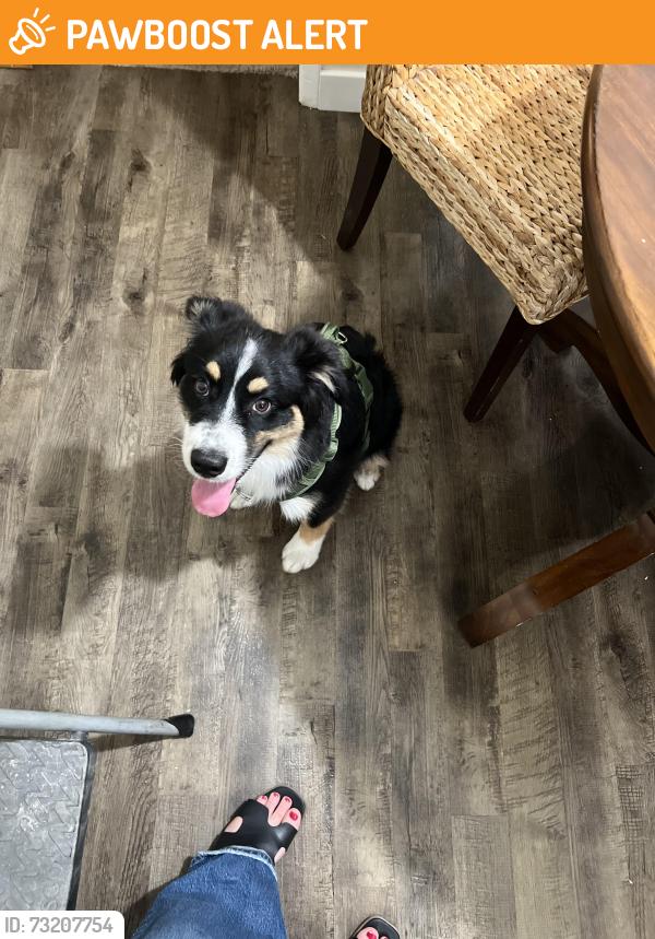 Found/Stray Male Dog last seen Near and avocado, San Diego County, CA 91978