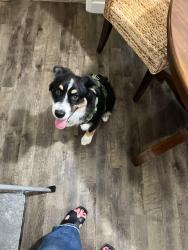 Found/Stray Male Dog last seen Near and avocado, San Diego County, CA 91978