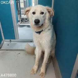Shelter Stray Male Dog last seen LEONHARDT AND RAILWOOD CIRCLE, 2811 SE 29th St, Oklahoma City, OK 73129, USA