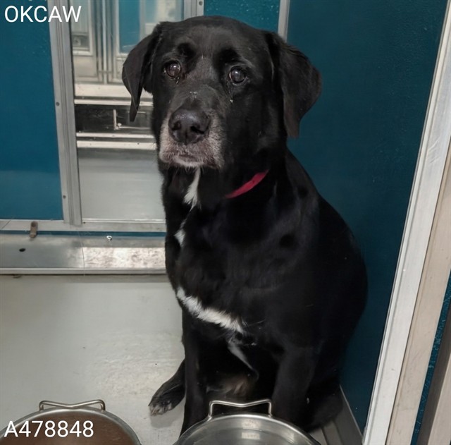 Shelter Stray Female Dog last seen SW 63RD AND WESTERN, 2811 SE 29th St, Oklahoma City, OK 73129, USA
