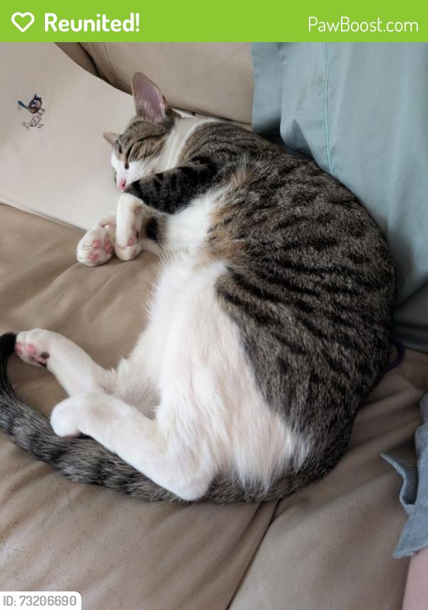 Reunited Male Cat last seen Riverside & Pitkin, Fort Collins, CO 80524
