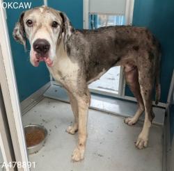 Shelter Stray Male Dog last seen SW 21ST ST & ST. CLAIRE, 2811 SE 29th St, Oklahoma City, OK 73129, USA