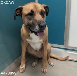 Shelter Stray Male Dog last seen Near BLOCK NW EXPRESSWAY, OKLAHOMA CITY OK 73132, 2811 SE 29th St, Oklahoma City, OK 73129, USA