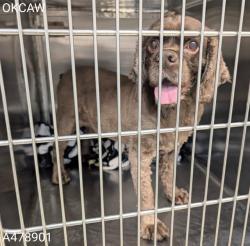 Shelter Stray Male Dog last seen Near BLOCK SW GRAND BLVD, 2811 SE 29th St, Oklahoma City, OK 73129, USA