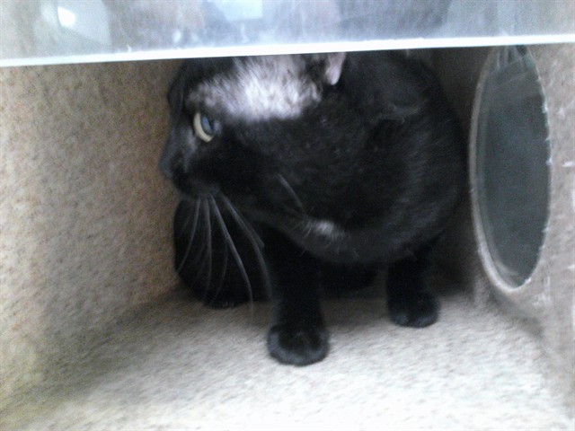 Shelter Stray Unknown Cat last seen NW 31ST N INDIANA AVE, 2811 SE 29th St, Oklahoma City, OK 73129, USA