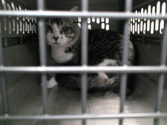 Shelter Stray Unknown Cat last seen CASHION PL & N BARNES AVE, 2811 SE 29th St, Oklahoma City, OK 73129, USA