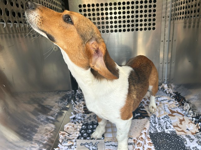 Shelter Stray Female Dog last seen Near BLOCK NW 98TH ST, OKLAHOMA CITY OK 73114, 2811 SE 29th St, Oklahoma City, OK 73129, USA