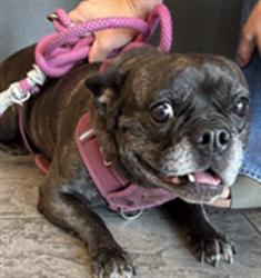 Shelter Stray Female Dog last seen , 11361 W Pico Blvd, Los Angeles, CA 90064, USA