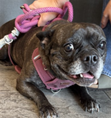 Shelter Stray Female Dog last seen , 11361 W Pico Blvd, Los Angeles, CA 90064, USA
