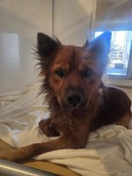 Shelter Stray Male Dog last seen Near BLOCK E SAN BERNARDINO, 333 Chandler Pl, San Bernardino, CA 92408, USA