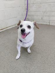 Shelter Stray Male Dog last seen N MOUNT VERNON AVE X W 4TH ST, 333 Chandler Pl, San Bernardino, CA 92408, USA