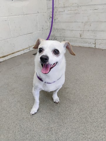Shelter Stray Male Dog last seen N MOUNT VERNON AVE X W 4TH ST, 333 Chandler Pl, San Bernardino, CA 92408, USA