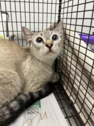 Shelter Stray Female Cat last seen , 1850 W 60th St, Los Angeles, CA 90047, USA