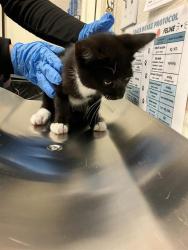 Shelter Stray Male Cat last seen Near BLOCK BLCK BLACKTHORN AVE, LONG BEACH, CA, 90808, 7700 E Spring St, Long Beach, CA 90815, USA