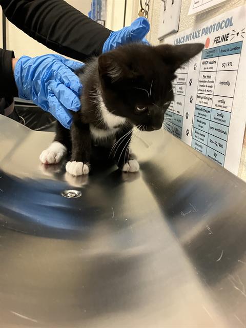 Shelter Stray Male Cat last seen Near BLOCK BLCK BLACKTHORN AVE, LONG BEACH, CA, 90808, 7700 E Spring St, Long Beach, CA 90815, USA