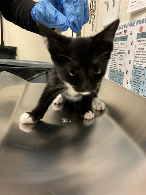 Shelter Stray Female Cat last seen Near BLOCK BLCK BLACKTHORN AVE, LONG BEACH, CA, 90808, 7700 E Spring St, Long Beach, CA 90815, USA