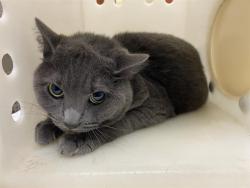 Shelter Stray Female Cat last seen Near BLOCK N GOLDENDALE DR, 3839 W Burnham St, West Milwaukee, WI 53215, USA