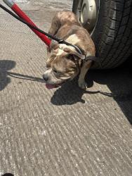 Shelter Stray Female Dog last seen Near BLOCK SHEPHERD DR, 4950 SW Triana Blvd, Huntsville, AL 35805, USA
