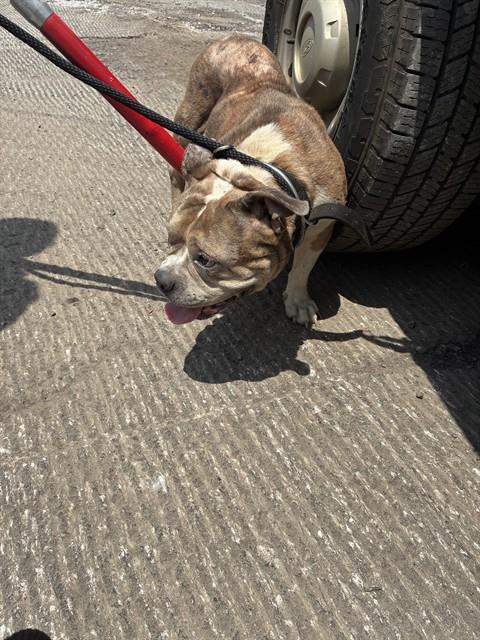 Shelter Stray Female Dog last seen Near BLOCK SHEPHERD DR, 4950 SW Triana Blvd, Huntsville, AL 35805, USA