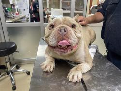 Shelter Stray Male Dog last seen , 3839 W Burnham St, West Milwaukee, WI 53215, USA