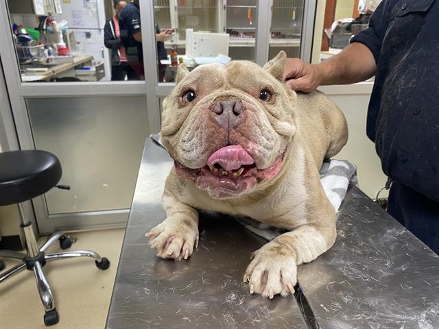 Shelter Stray Male Dog last seen , 3839 W Burnham St, West Milwaukee, WI 53215, USA