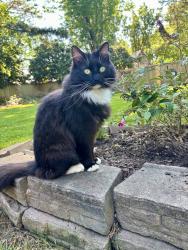 Lost Female Cat last seen Near alanton drive, Virginia Beach, VA 23454