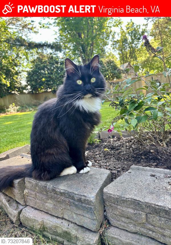 Lost Female Cat last seen Near alanton drive, Virginia Beach, VA 23454