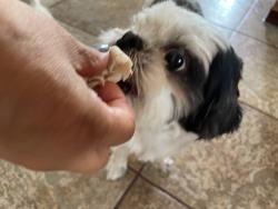 Reunited Male Dog last seen 51st Place and Eagle Ct, Denver, CO 80239