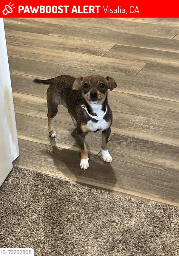 Lost Female Dog last seen Road 60, just north of the 198, Visalia, CA 93291