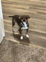 Lost Female Dog last seen Road 60, just north of the 198, Visalia, CA 93291