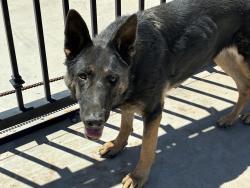 Found/Stray Female Dog last seen Koala & Beaver near Clark Pacific company, Adelanto, CA 92301