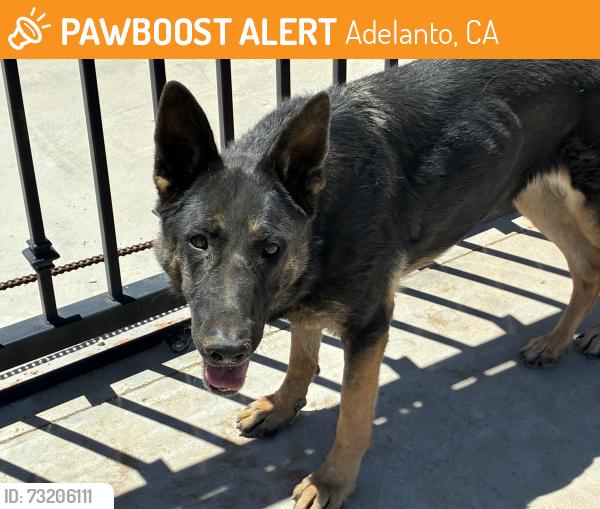 Found/Stray Female Dog last seen Koala & Beaver near Clark Pacific company, Adelanto, CA 92301