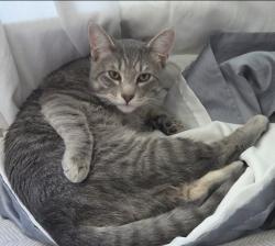 Lost Male Cat last seen Yorboro/ 85 Bypass, Albany, NY 12205