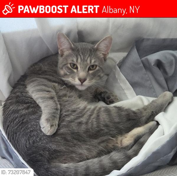 Lost Male Cat last seen Yorboro/ 85 Bypass, Albany, NY 12205